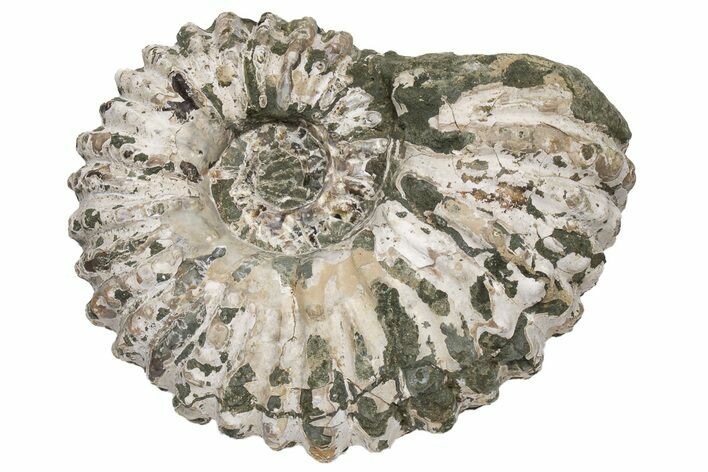 Bumpy Ammonite (Douvilleiceras) Fossil - Madagascar #224613